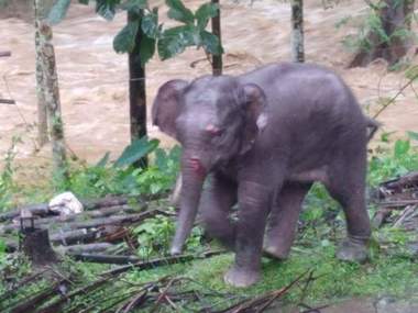 Kerala floods leave trail of destruction in forests; elephants, tigers among several animals killed Kerala floods leave trail of destruction in forests; elephants, tigers among several animals killed