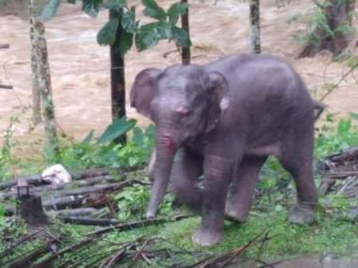 Kerala floods leave trail of destruction in forests; elephants, tigers among several animals killed