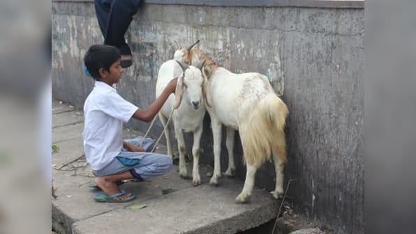 Think before you drag them to a slaughterhouse, research says goats communicate with humans as dogs do