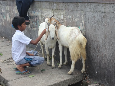 Think before you drag them to a slaughterhouse, research says goats communicate with humans as dogs do Think before you drag them to a slaughterhouse, research says goats communicate with humans as dogs do