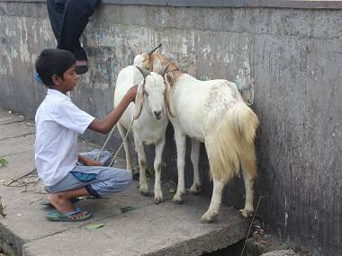 Think before you drag them to a slaughterhouse, research says goats communicate with humans as dogs do