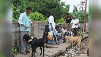 Bombay High Court denies permission to slaughter animals in residential apartments, housing societies on Eid al-Adha