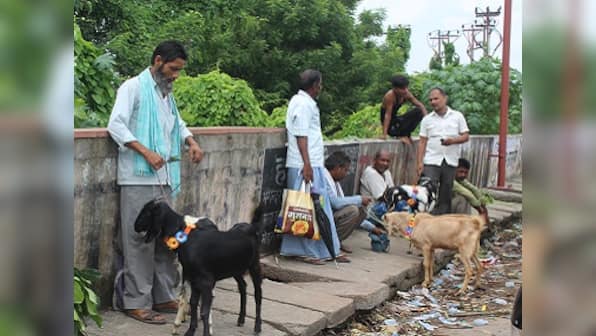 Bombay High Court denies permission to slaughter animals in residential apartments, housing societies on Eid al-Adha