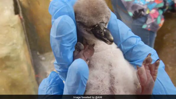 First Humboldt penguin chick born in India dies prematurely at Mumbai ...