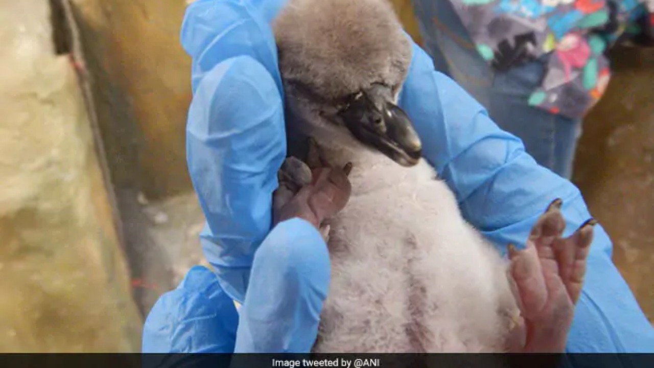 First Humboldt penguin chick born in India dies prematurely at Mumbai zoo due to yolk sac retention, liver dysfunction First Humboldt penguin chick born in India dies prematurely at Mumbai zoo due to yolk sac retention, liver dysfunction