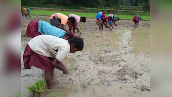 Students in Ranchi district help families during the sowing season at a huge cost: Their education