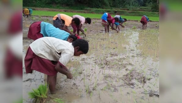 Students in Ranchi district help families during the sowing season at a huge cost: Their education