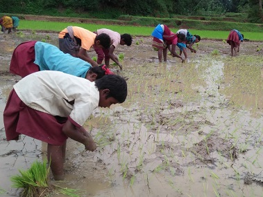 Students in Ranchi district help families during the sowing season at a huge cost: Their education Students in Ranchi district help families during the sowing season at a huge cost: Their education