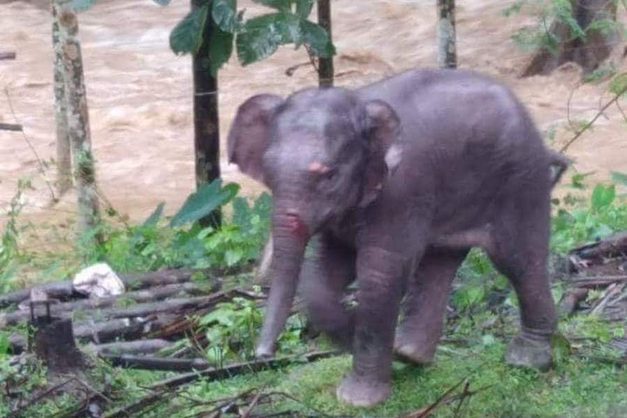 Kerala floods leave trail of destruction in forests; elephants, tigers  among several animals killed-India News , Firstpost
