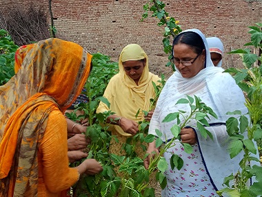Women in Punjab’s Bhotna village say no to 'cancerous farming', adopt organic methods to save state's soil Women in Punjab’s Bhotna village say no to 'cancerous farming', adopt organic methods to save state's soil