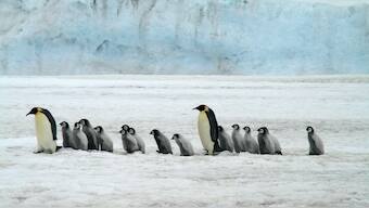 Video of penguins chasing butterfly grabs attention, watch it here