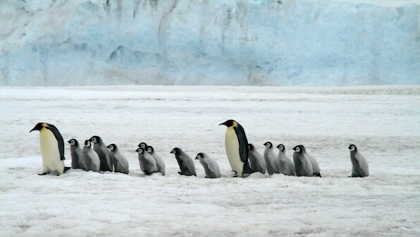 Video of penguins chasing butterfly grabs attention, watch it here