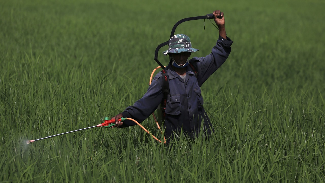 A farmer sprays pesticide in a paddy field near Subang, Indonesia's West Java province, May 27, 2014. Asia's governments are scrambling to head off the potential impact of a weather phenomenon that in the past has driven food prices to levels that sparked social unrest. They are aiming to reduce the impact of the so-called El Nino, a weather pattern that can bring drought to Australia, Southeast Asia and India. REUTERS/Beawiharta (INDONESIA - Tags: ENVIRONMENT AGRICULTURE) - RTR3QZXM