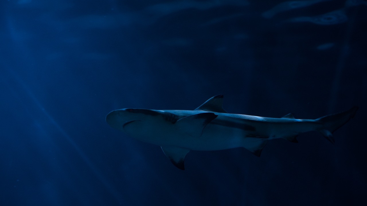 Rare set of teeth from giant prehistoric mega-shark found on Australian beach Rare set of teeth from giant prehistoric mega-shark found on Australian beach