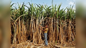 Cabinet defers Rs 4,500 cr sugar package; proposal may come up next week