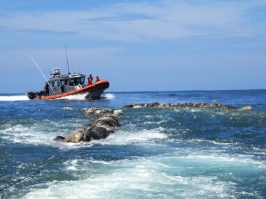 The turtles were killed while trapped in a fishing net. Reuters
