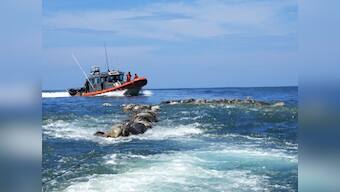 300 endangered sea turtles found dead off southern Mexican coast; environment protection officials launch investigation