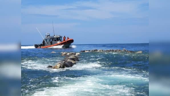300 endangered sea turtles found dead off southern Mexican coast; environment protection officials launch investigation