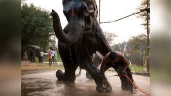 Selvaprakash Lakshmanan's photos chronicle a rejuvenation camp for temple elephants
