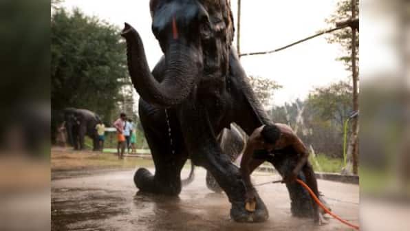 Selvaprakash Lakshmanan's photos chronicle a rejuvenation camp for temple elephants
