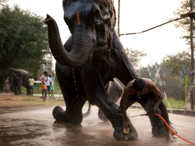 Selvaprakash Lakshmanan's photos chronicle a rejuvenation camp for temple elephants Selvaprakash Lakshmanan's photos chronicle a rejuvenation camp for temple elephants