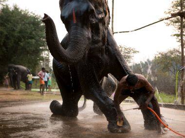 Selvaprakash Lakshmanan's photos chronicle a rejuvenation camp for temple elephants