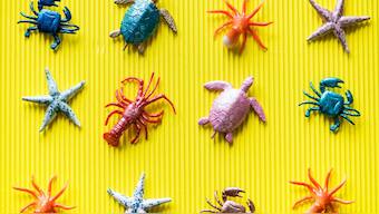 How many species make up life on Earth? its a simple question with no easy answer