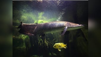 After floods, Kerala now faces an invasion from piranha, African catfish and other non-native predatorial fish