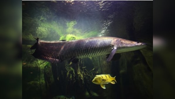 After floods, Kerala now faces an invasion from piranha, African catfish and other non-native predatorial fish