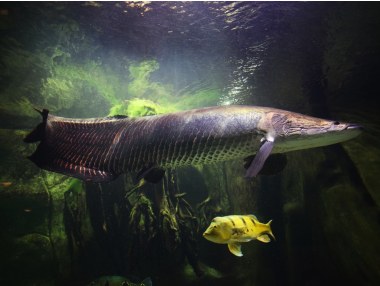 After floods, Kerala now faces an invasion from piranha, African catfish and other non-native predatorial fish After floods, Kerala now faces an invasion from piranha, African catfish and other non-native predatorial fish