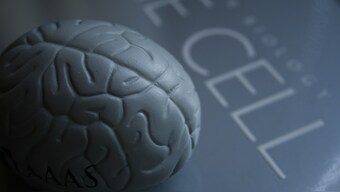 Researchers make a massive map of changes that our brain undergoes as an infant
