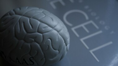 Researchers make a massive map of changes that our brain undergoes as an infant