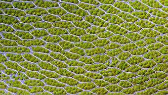 Semi-artificial photosynthesis: Scientists find a new way to draw fuel from the Sun