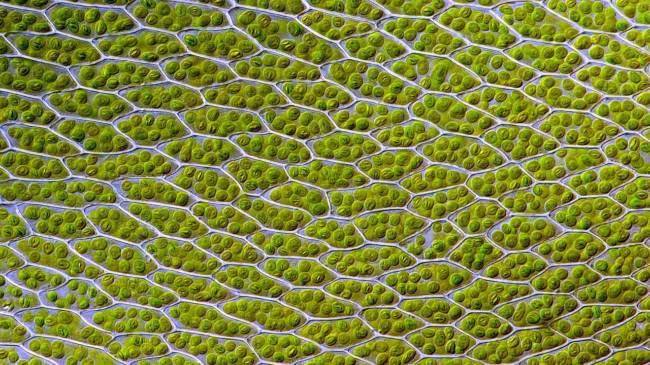 Semi-artificial photosynthesis: Scientists find a new way to draw fuel from the Sun Semi-artificial photosynthesis: Scientists find a new way to draw fuel from the Sun