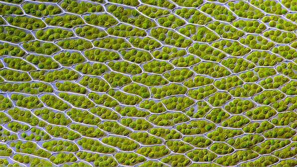 Semi-artificial photosynthesis: Scientists find a new way to draw fuel from the Sun