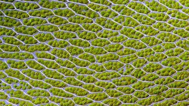 Semi-artificial photosynthesis: Scientists find a new way to draw fuel from the Sun
