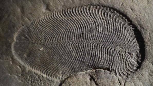 Fat molecules reveal earliest-known animal in records from 558 million-year-old