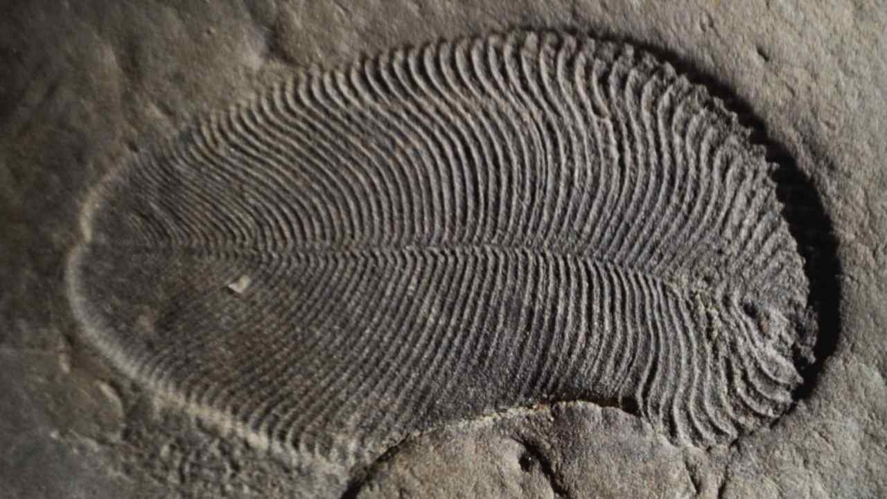 Fat molecules reveal earliest-known animal in records from 558 million-year-old Fat molecules reveal earliest-known animal in records from 558 million-year-old