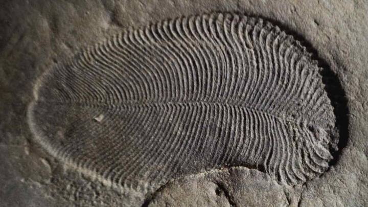 Fat molecules reveal earliest-known animal in records from 558 million-year-old