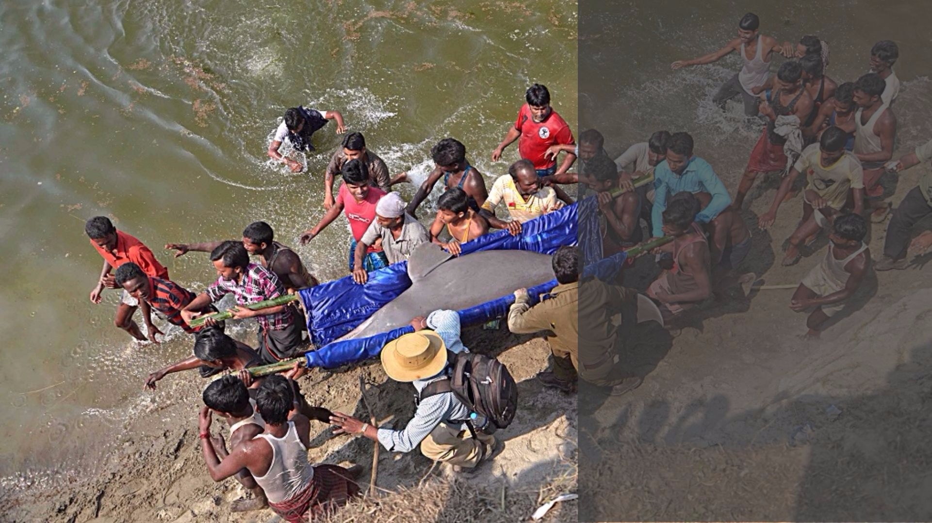 Climate change threatens dolphin habitats in Ganga Climate change threatens dolphin habitats in Ganga