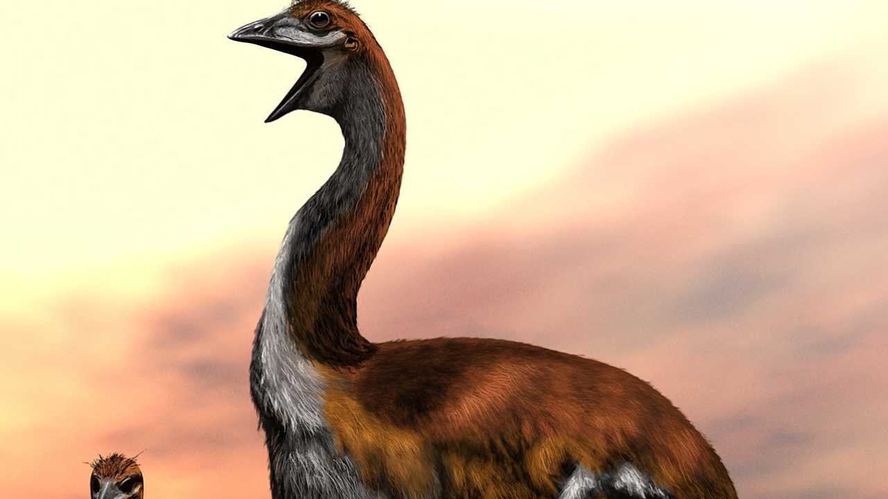 'Biggest bird' dispute finally put to nest in a new study after decades of debate 'Biggest bird' dispute finally put to nest in a new study after decades of debate