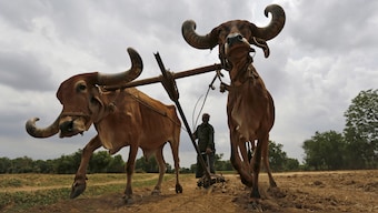 Farm distress: Not just debt, small landholding and poor access to market are also killing farmers: Report