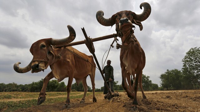 Farm distress: Not just debt, small landholding and poor access to market are also killing farmers: Report Farm distress: Not just debt, small landholding and poor access to market are also killing farmers: Report