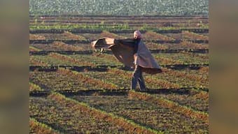 India to launch agriculture project worth $33.5 million with UN's FAO in five states; initiative aimed at promoting conservation
