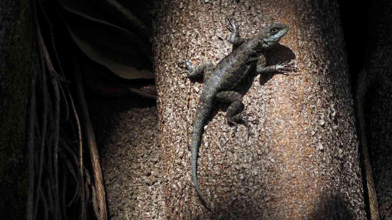 Robots may need lizard-like tails to move through tricky terrain claims study Robots may need lizard-like tails to move through tricky terrain claims study