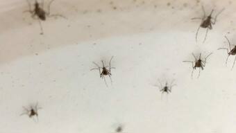 Mosquito swarm driven to extinction with gene editing in an experimental first