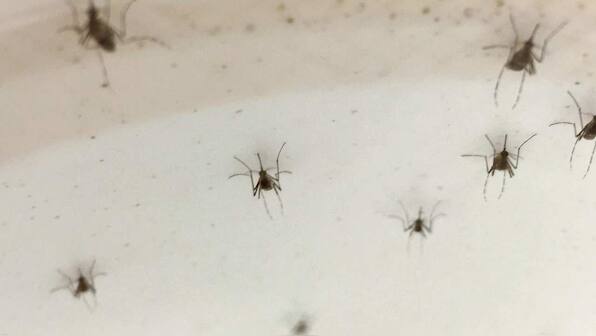 Mosquito swarm driven to extinction with gene editing in an experimental first