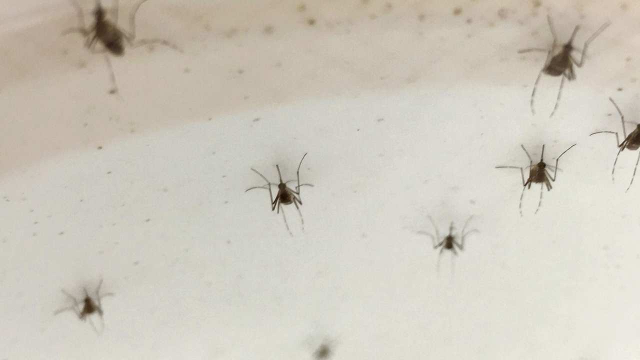 Mosquito swarm driven to extinction with gene editing in an experimental first Mosquito swarm driven to extinction with gene editing in an experimental first