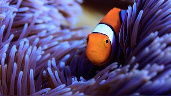 Scientists have gone beyond finding Nemo, they've now mapped its entire genome