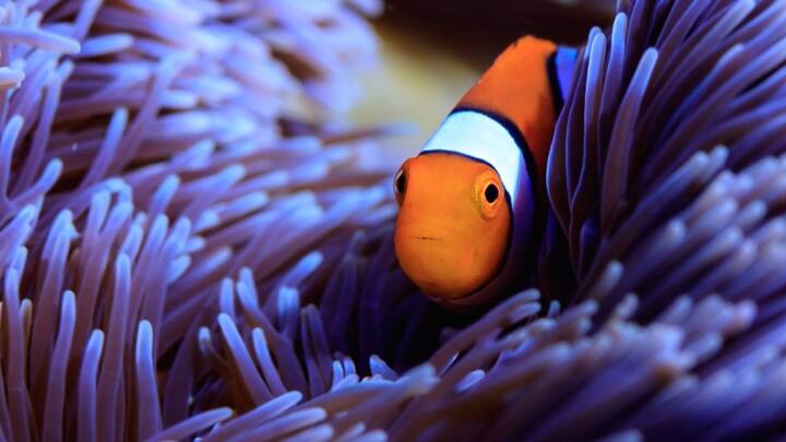 Scientists have gone beyond finding Nemo, they've now mapped its entire genome